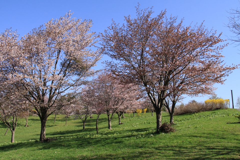 にわ山桜