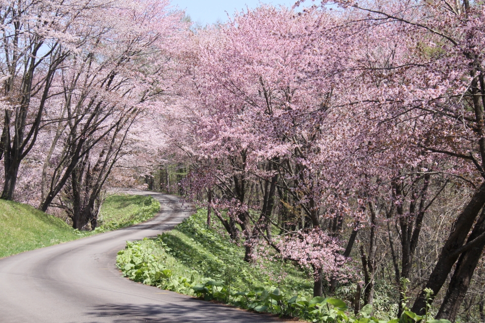 にわ山森林自然公園の桜