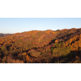 にわ山の紅葉（9月）