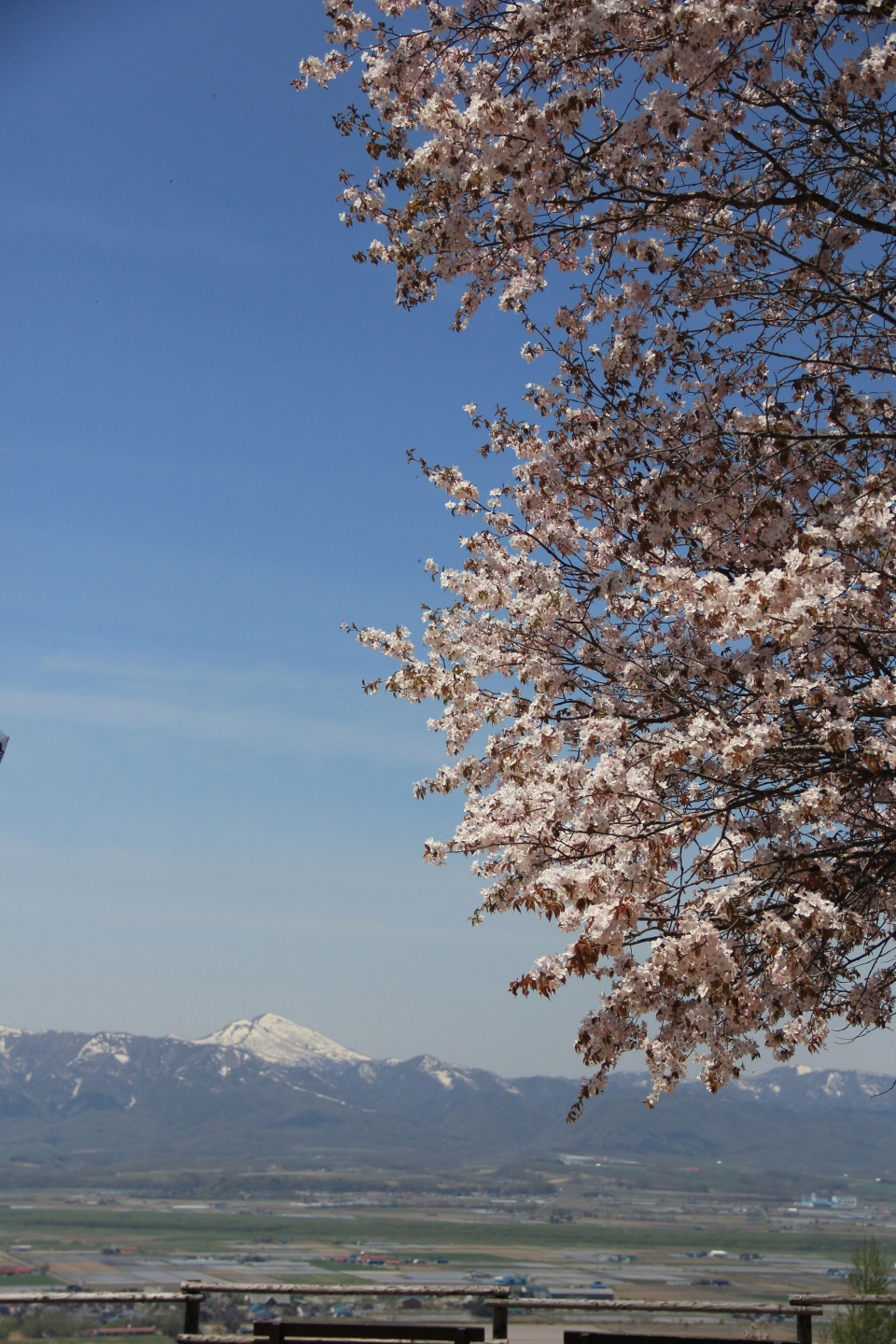 にわ山公園の桜、冠雪したピンネシリ岳が奥に見える写真です