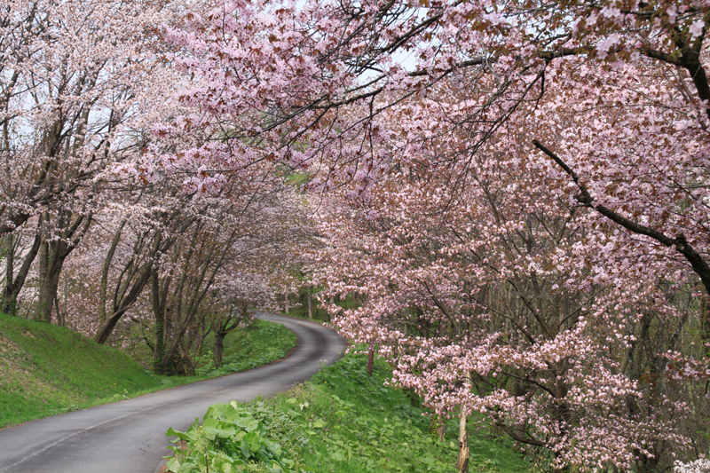 にわ山満開の桜